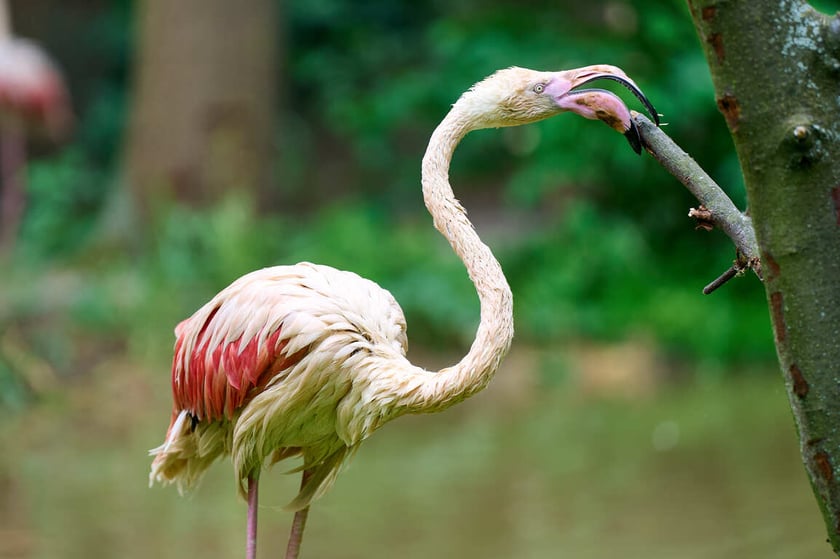 Nowy dom flamingów