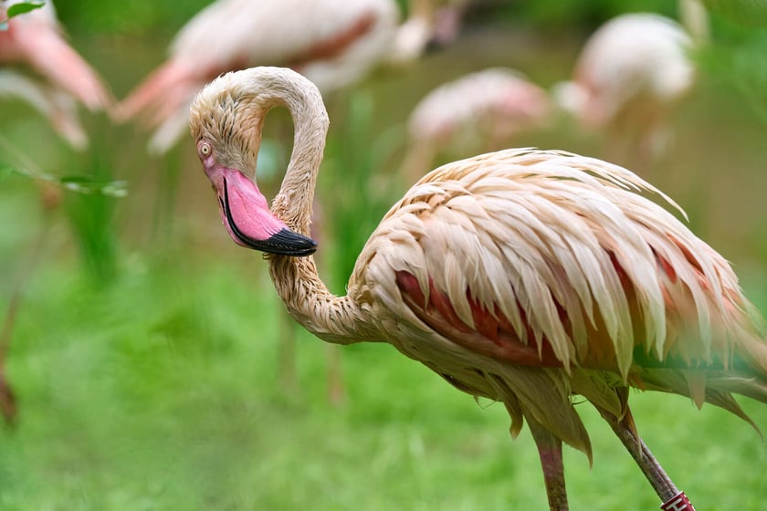 Nowy dom flamingów