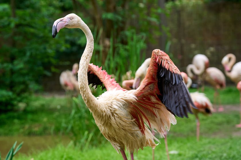 Nowy dom flamingów