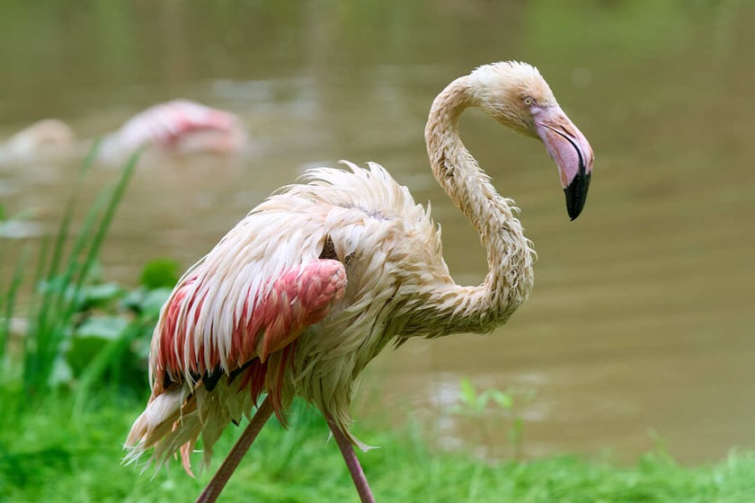 Nowy dom flamingów