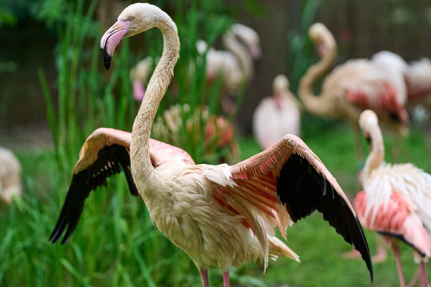 Nowy dom flamingów