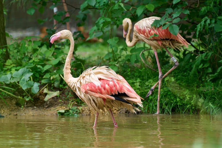 Nowy dom flamingów