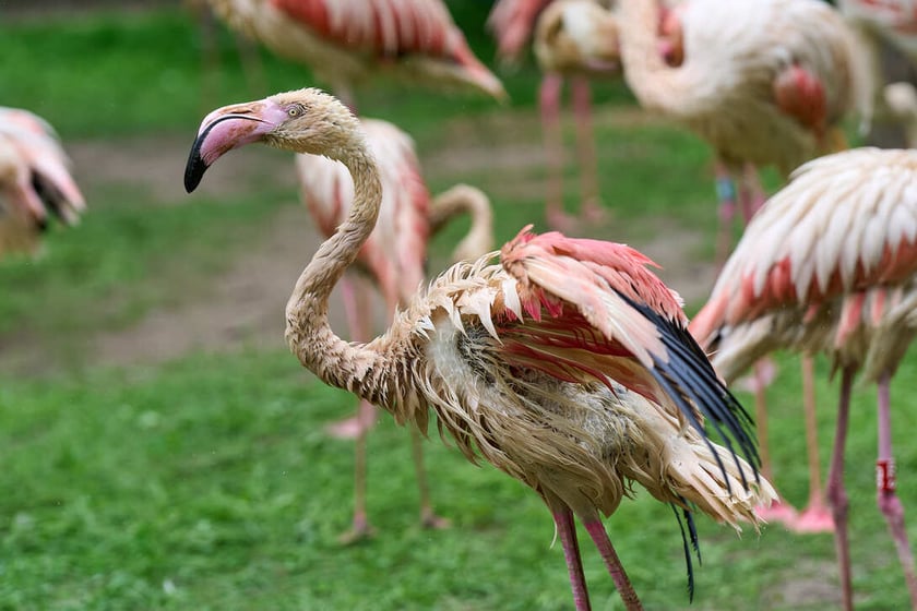 Nowy dom flamingów