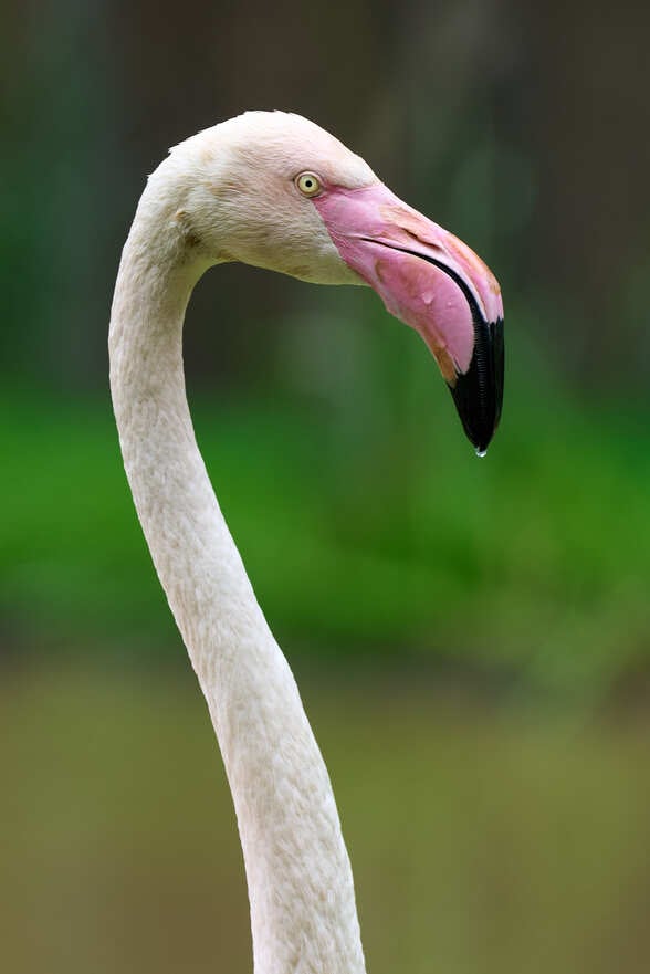 Nowy dom flamingów