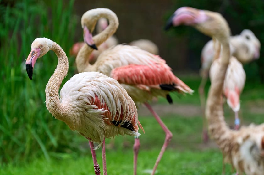 Nowy dom flamingów