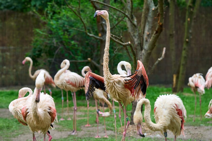 Nowy dom flamingów