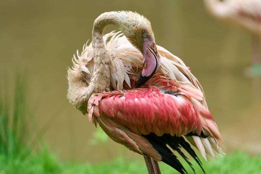 Nowy dom flamingów