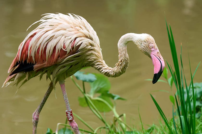 Nowy dom flamingów