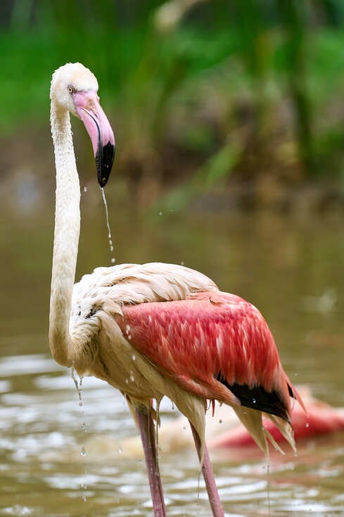 Nowy dom flamingów