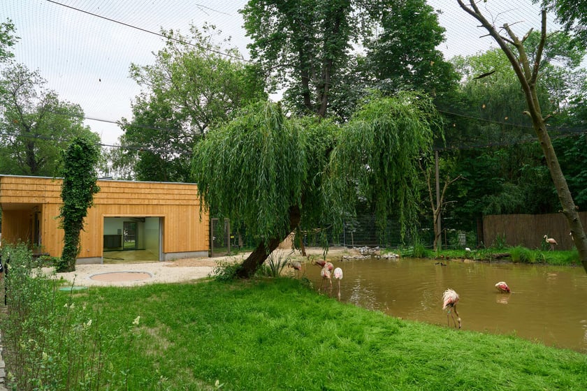Nowy dom flamingów