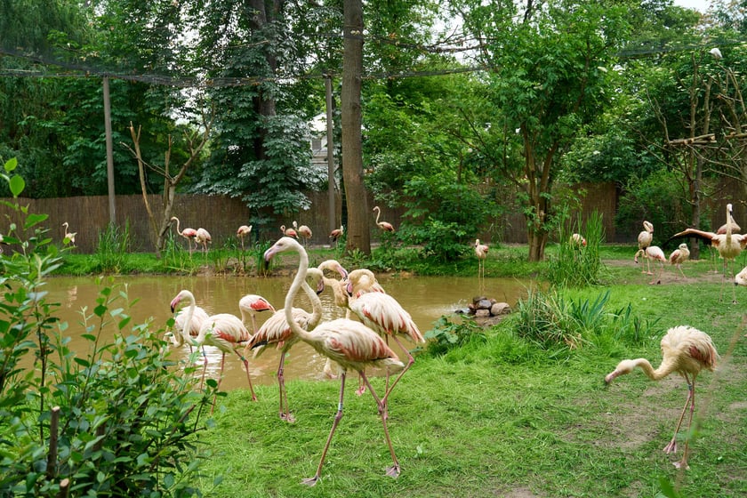 Nowy dom flamingów
