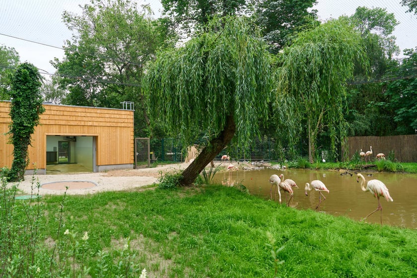Nowy dom flamingów