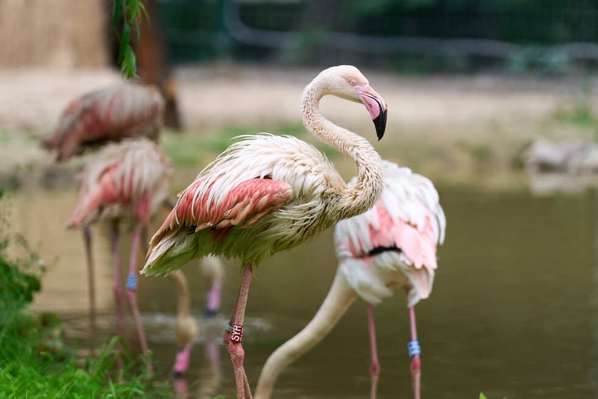 Nowy dom flamingów