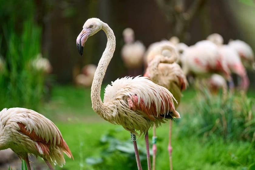 Nowy dom flamingów