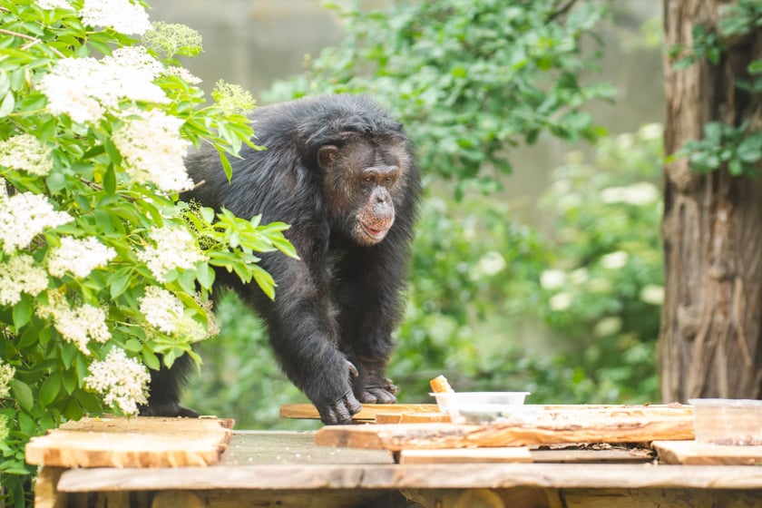 Wrocławskie szympansy na nowym podeście na wybiegu w zoo