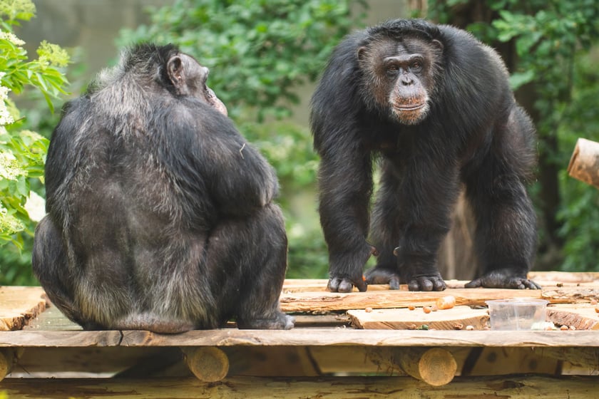 Wrocławskie szympansy na nowym podeście na wybiegu w zoo