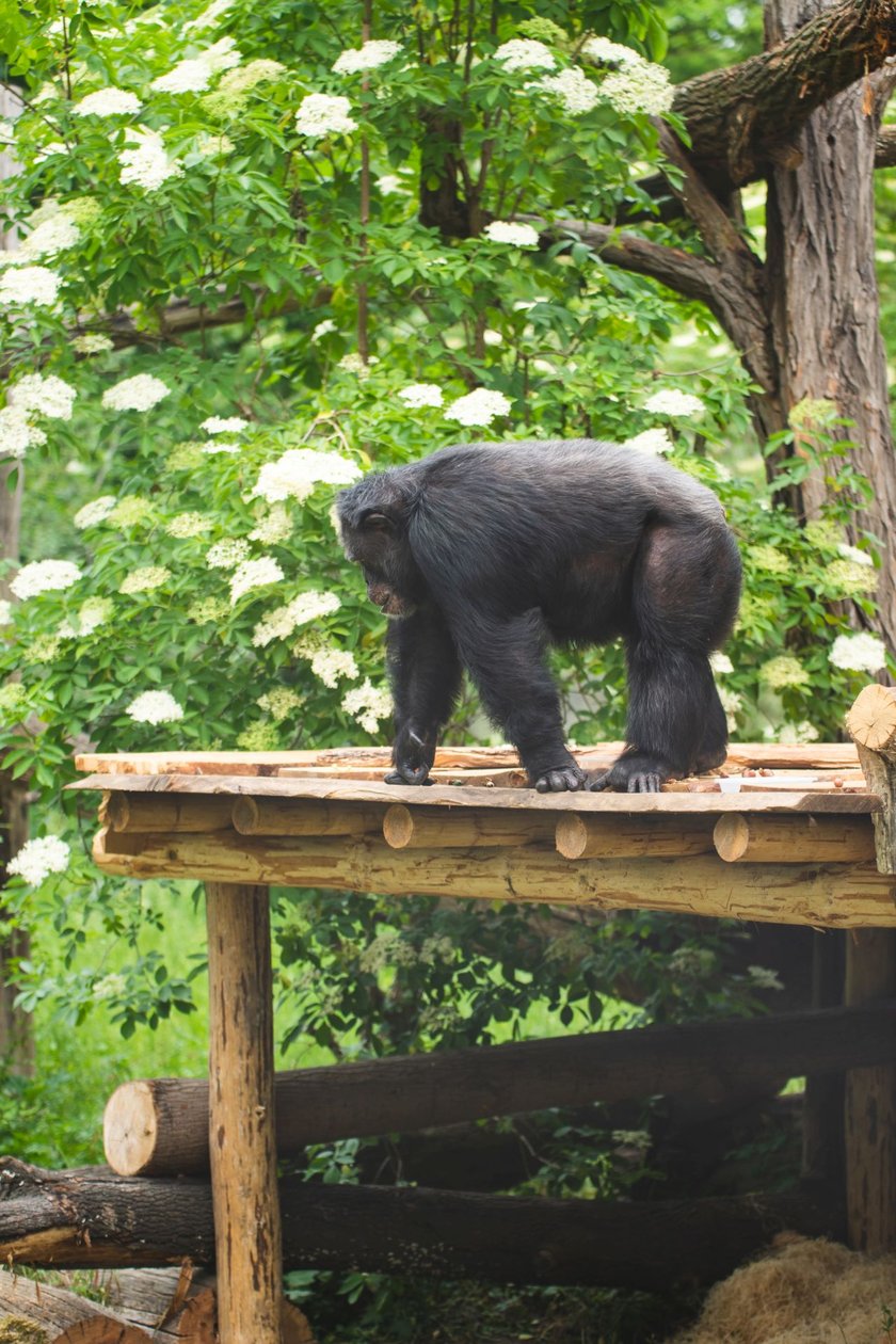 Wrocławskie szympansy na nowym podeście na wybiegu w zoo