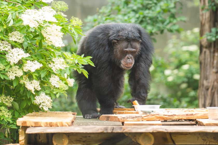 Wrocławskie szympansy na nowym podeście na wybiegu w zoo