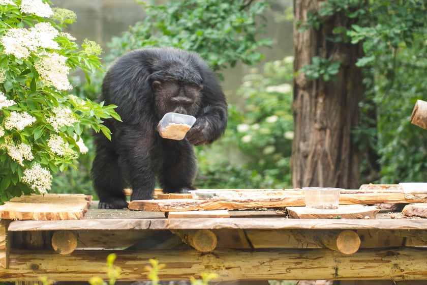 Wrocławskie szympansy na nowym podeście na wybiegu w zoo