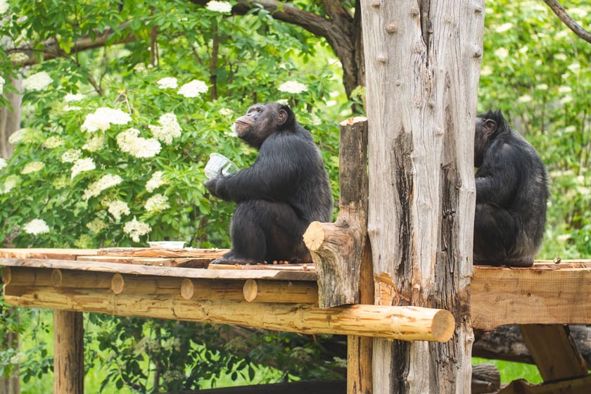 Wrocławskie szympansy na nowym podeście na wybiegu w zoo
