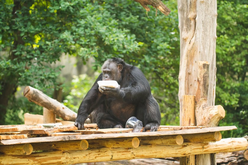 Wrocławskie szympansy na nowym podeście na wybiegu w zoo
