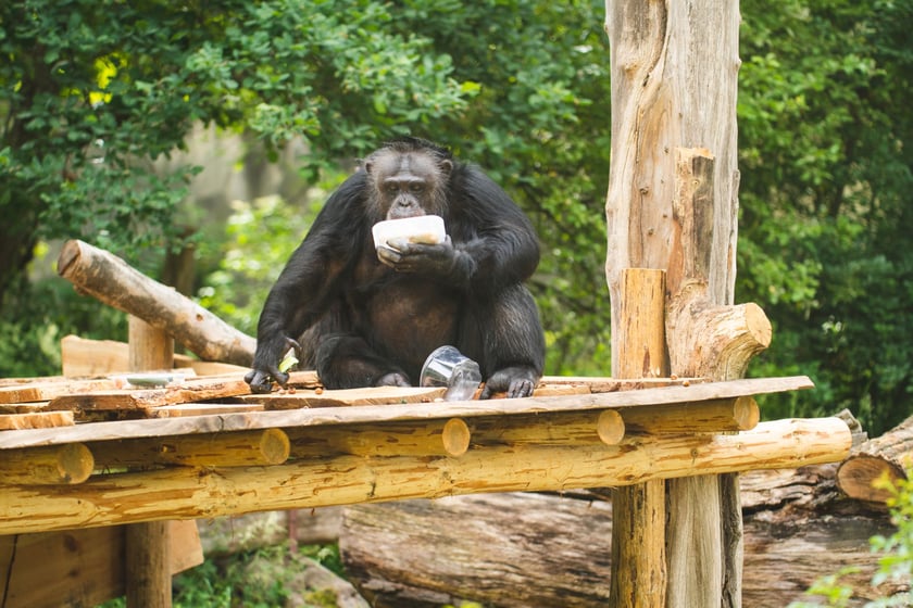 Wrocławskie szympansy na nowym podeście na wybiegu w zoo