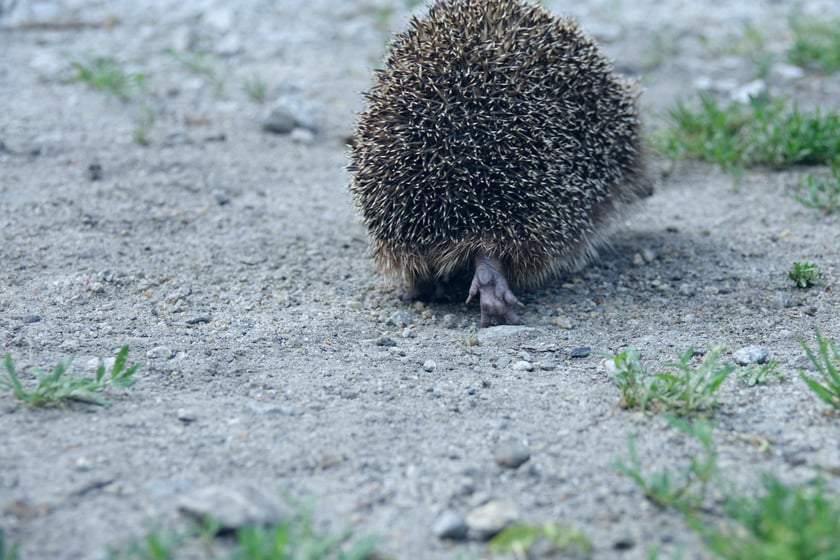 Jeże pod opieką Ekostraży