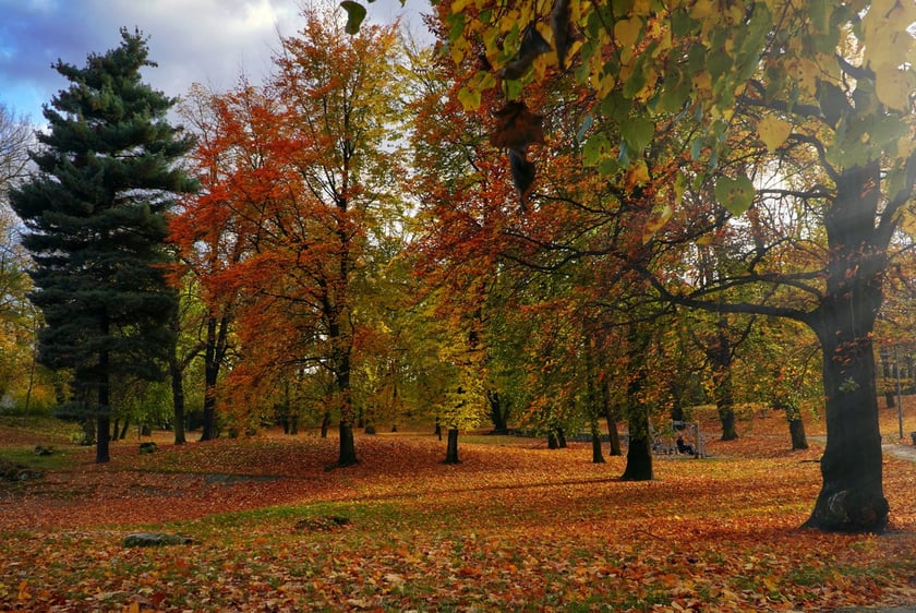 Bursztynowa Dama w Sosnowcu (woj. śląskie)&nbsp;