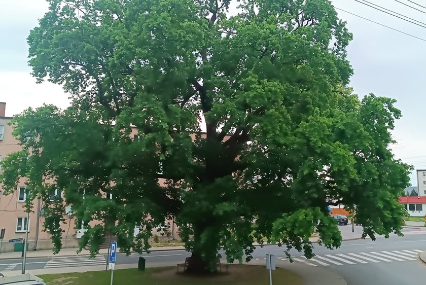 Dąb Pokoju w Baniach (gm. Banie, woj. zachodniopomorskie).
&nbsp;