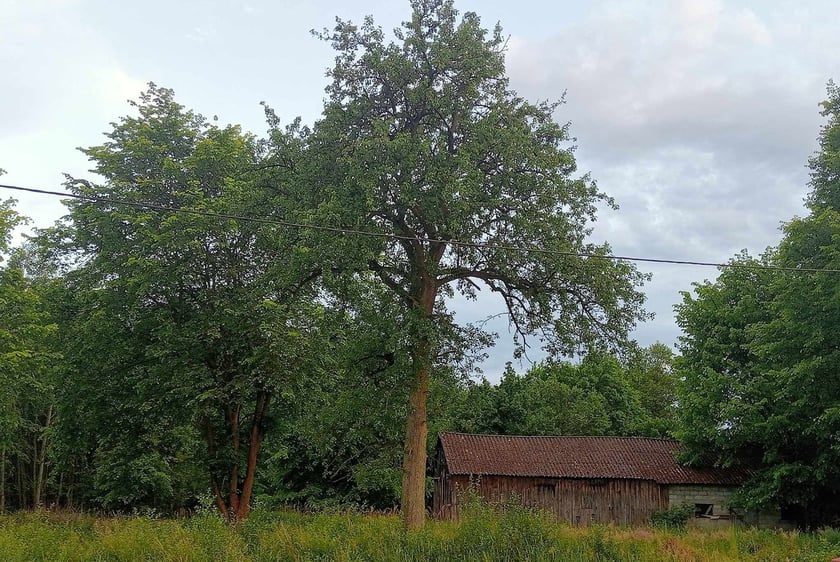 Grusza w Laskach (gm. Siemkowice, woj. ł&oacute;dzkie).