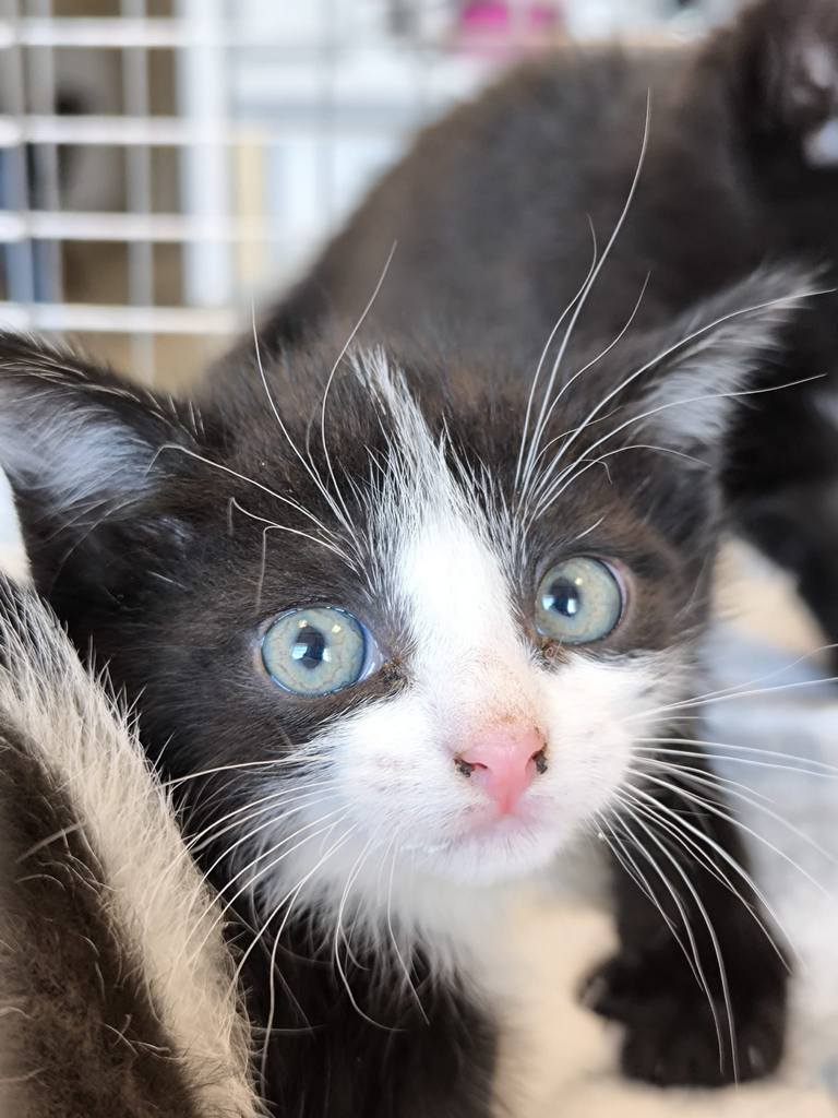 Kocięta do adopcji z wrocławskiego schroniska