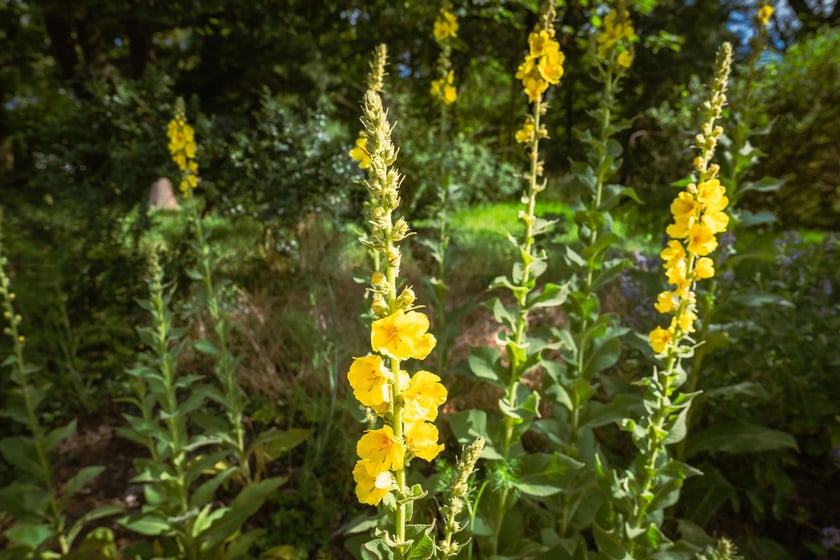 Ogród Botaniczny Roślin Leczniczych Uniwersytetu Medycznego
