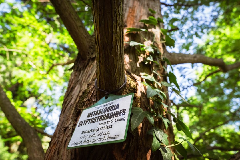 Ogród Botaniczny Roślin Leczniczych Uniwersytetu Medycznego