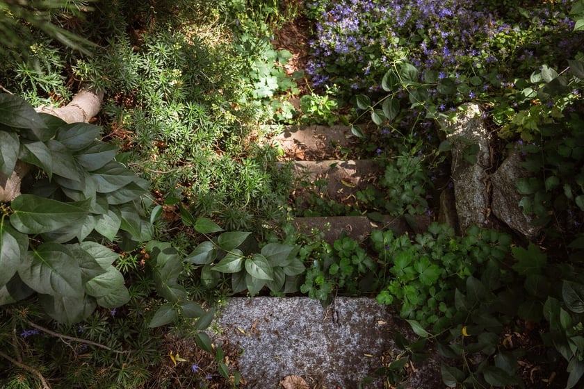 Ogród Botaniczny Roślin Leczniczych Uniwersytetu Medycznego