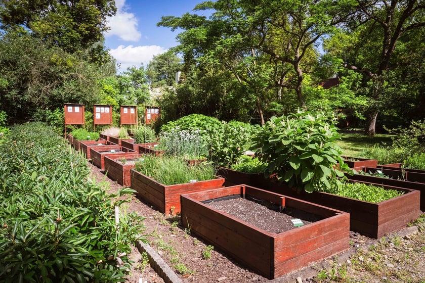 Ogród Botaniczny Roślin Leczniczych Uniwersytetu Medycznego