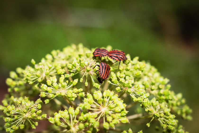 Ogród Botaniczny Roślin Leczniczych Uniwersytetu Medycznego