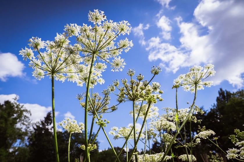 Ogród Botaniczny Roślin Leczniczych Uniwersytetu Medycznego