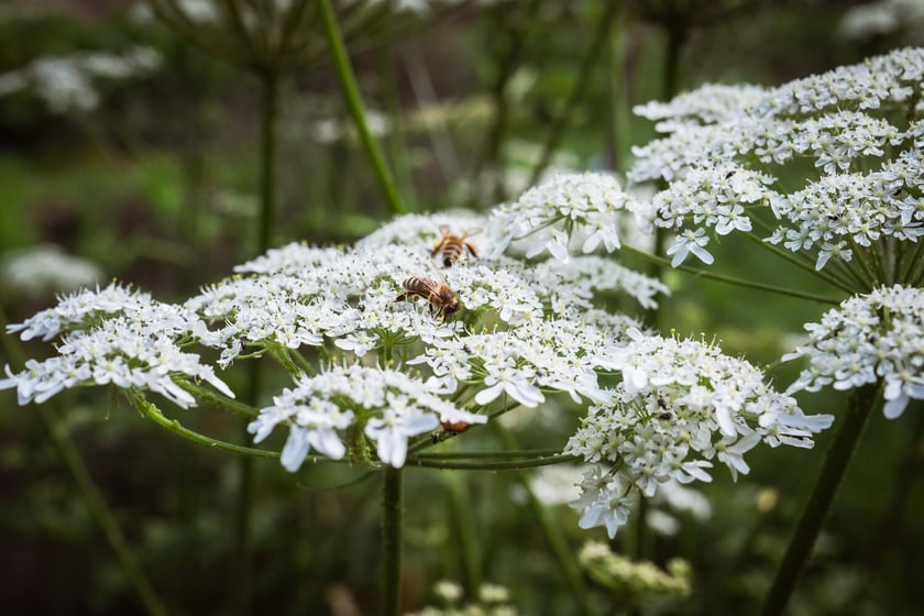 Ogród Botaniczny Roślin Leczniczych Uniwersytetu Medycznego