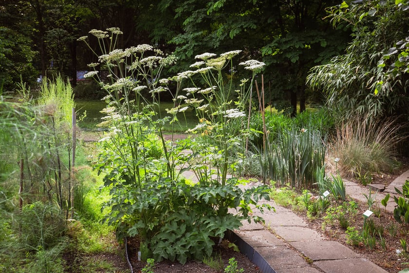 Ogród Botaniczny Roślin Leczniczych Uniwersytetu Medycznego