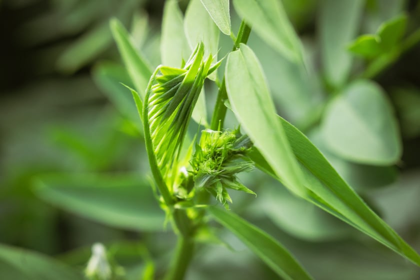 Ogród Botaniczny Roślin Leczniczych Uniwersytetu Medycznego