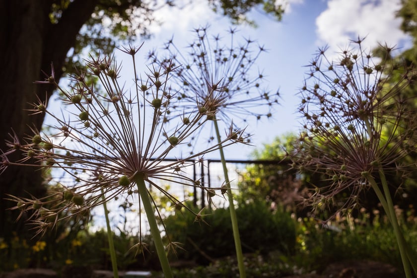 Ogród Botaniczny Roślin Leczniczych Uniwersytetu Medycznego