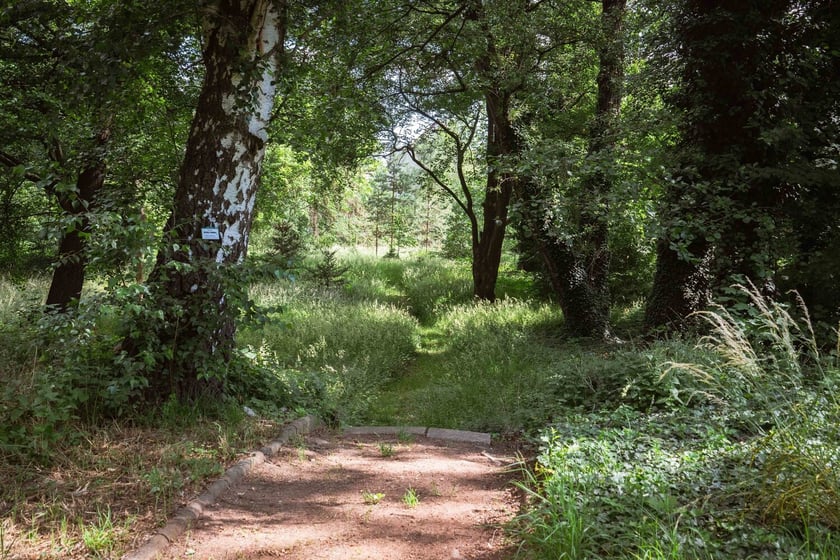 Ogród Botaniczny Roślin Leczniczych Uniwersytetu Medycznego