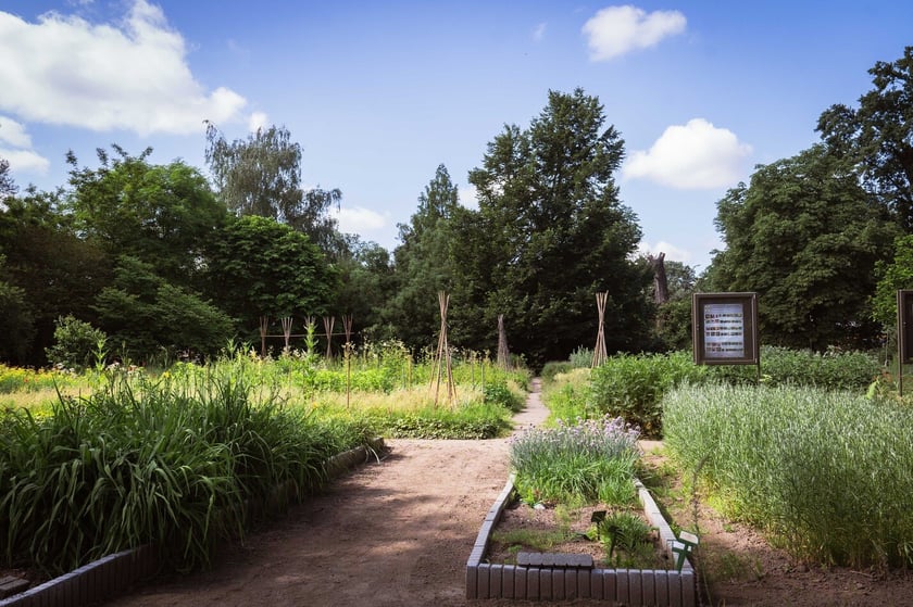 Ogród Botaniczny Roślin Leczniczych Uniwersytetu Medycznego