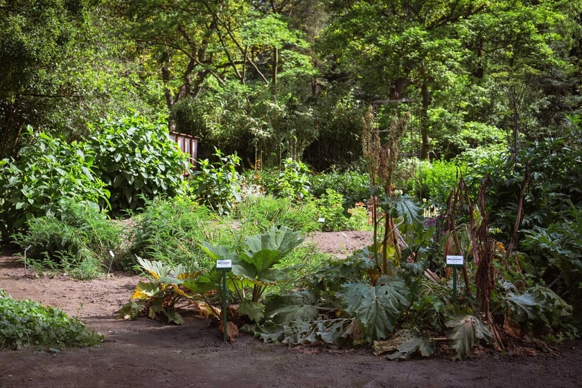 Ogród Botaniczny Roślin Leczniczych Uniwersytetu Medycznego