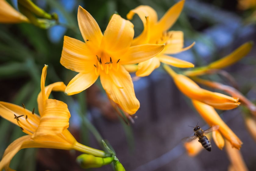 Ogród Botaniczny Roślin Leczniczych Uniwersytetu Medycznego