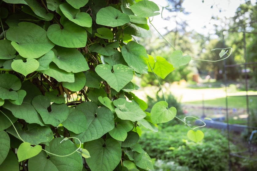 Ogród Botaniczny Roślin Leczniczych Uniwersytetu Medycznego