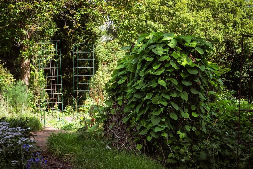 Ogród Botaniczny Roślin Leczniczych Uniwersytetu Medycznego