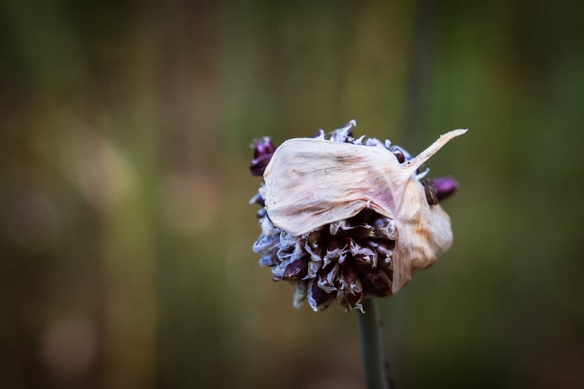 Ogród Botaniczny Roślin Leczniczych Uniwersytetu Medycznego