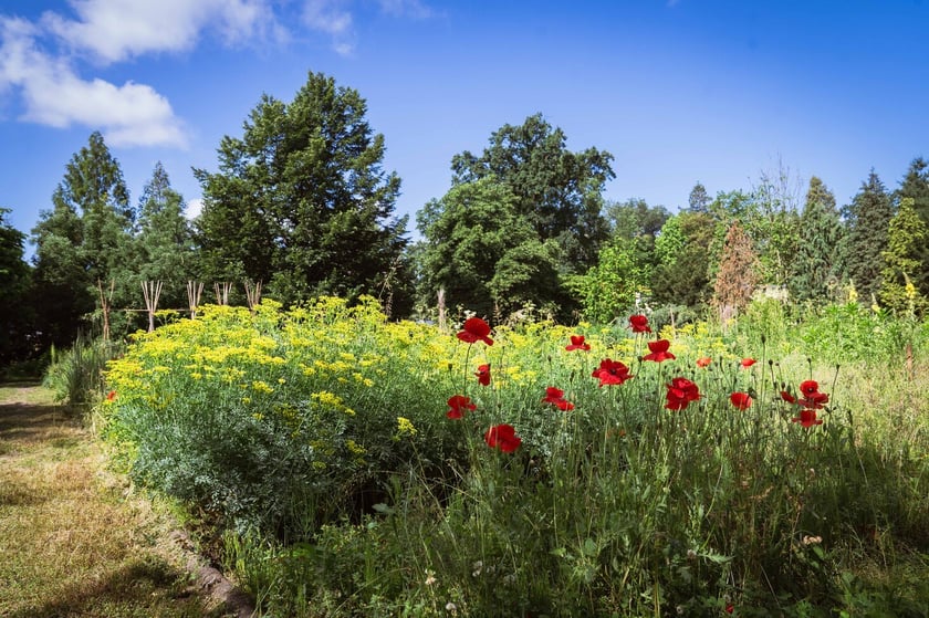 Ogród Botaniczny Roślin Leczniczych Uniwersytetu Medycznego