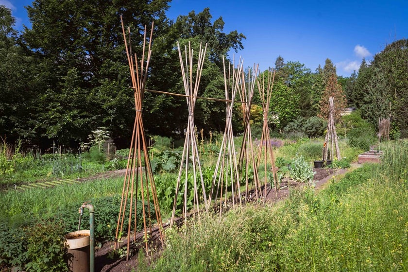 Ogród Botaniczny Roślin Leczniczych Uniwersytetu Medycznego